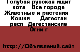 Голубая русская ищит кота - Все города Животные и растения » Кошки   . Дагестан респ.,Дагестанские Огни г.